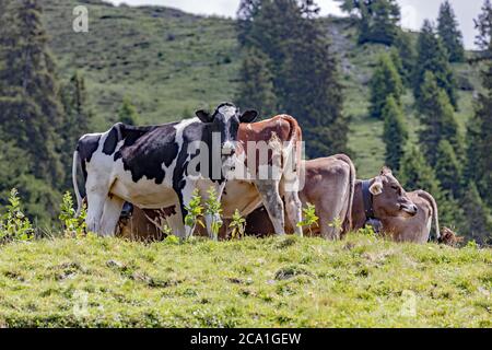 groupe de vaches dans les alpes suisses Banque D'Images