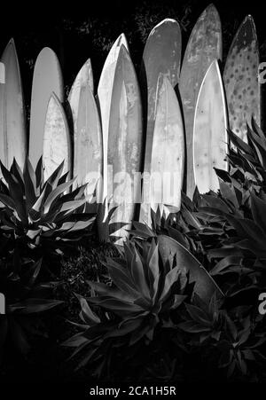 Une gamme verticale de planches de surf anciennes, gungy et anciennes dans un jardin agave en Californie du Sud en noir et blanc Banque D'Images