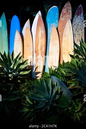 Une gamme verticale de planches de surf anciennes, gungy et anciennes dans un jardin agave en Californie du Sud Banque D'Images