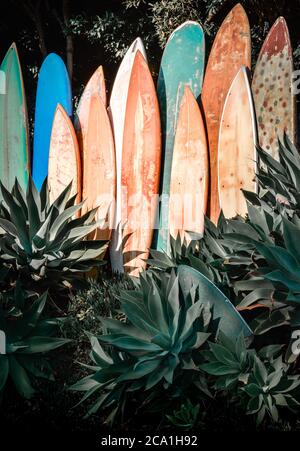 Une gamme verticale de planches de surf anciennes, gungy et anciennes dans un jardin agave en Californie du Sud Banque D'Images