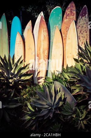 Une gamme verticale de planches de surf anciennes, gungy et anciennes dans un jardin agave en Californie du Sud Banque D'Images