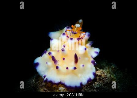 Empereur Shrimp, Periclimenes imperator, sur un Nudibranch non identifié, Anilao, Philippines, Océan Pacifique Banque D'Images