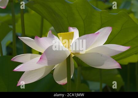 Gros plan de la tête de fleur de Lotus avec de grandes feuilles en arrière-plan Banque D'Images