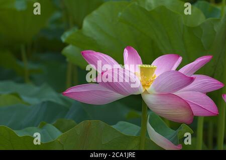 Gros plan de la tête de fleur de Lotus avec de grandes feuilles en arrière-plan Banque D'Images