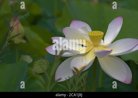 Gros plan de la tête de fleur de Lotus avec de grandes feuilles en arrière-plan Banque D'Images