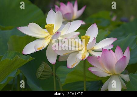 gros plan de deux fleurs de Lotus sacrées Banque D'Images