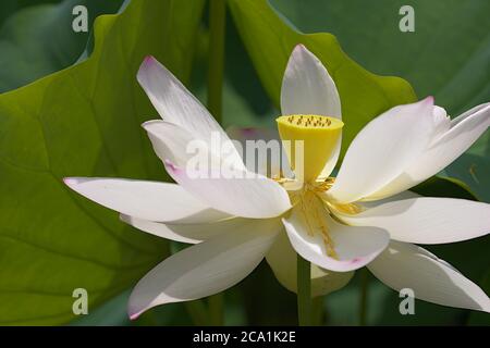 Gros plan de la tête de fleur de Lotus avec de grandes feuilles en arrière-plan Banque D'Images