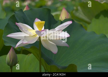 gros plan sur la fleur de Lotus et le bourgeon effrayés Banque D'Images