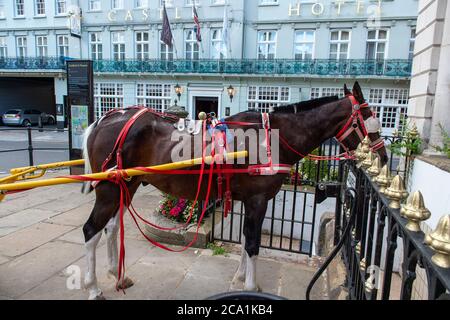 Windsor, Berkshire, Royaume-Uni. 3 août 2020. Poney et pièges à l'extérieur du pub Prince Harry à Windsor ce soir. Crédit : Maureen McLean/Alay Banque D'Images