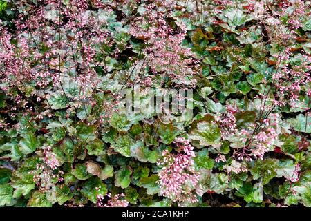 Heuchera feuillage Heuchera 'Cappuccino' Perennial Garden Coral Bells Alumroot Coralbells Alum Root Leaves in Garden Bed Banque D'Images