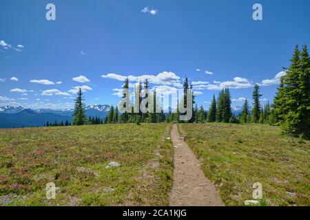 Sentier à travers les prairies alpines avec la bruyère rose image bisects et mène à des vues sur les montagnes de North Cascade. Manning Park, C.-B. Banque D'Images