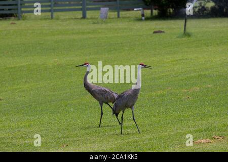 Sand Hill Cranes sur un parcours de golf dans le centre de la Floride Banque D'Images