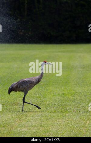 Sand Hill Cranes sur un parcours de golf dans le centre de la Floride Banque D'Images