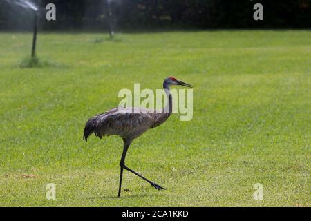 Sand Hill Cranes sur un parcours de golf dans le centre de la Floride Banque D'Images