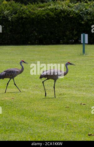 Sand Hill Cranes sur un parcours de golf dans le centre de la Floride Banque D'Images