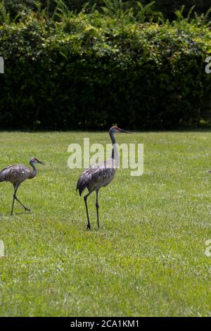 Sand Hill Cranes sur un parcours de golf dans le centre de la Floride Banque D'Images