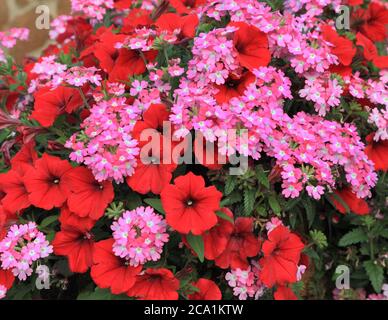 Panier suspendu, combinaison rouge et rose, pétunias, détail, pétunia, plantes de literie Banque D'Images