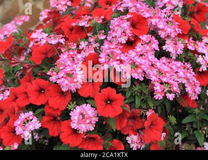 Panier suspendu, combinaison rouge et rose, pétunias, détail, pétunia, plantes de literie Banque D'Images