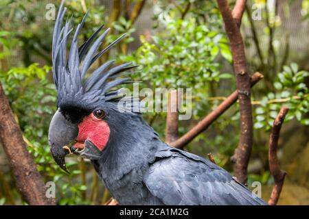 Le cocatoo de palmier (Probosciger aterrimus) est un grand perroquet gris fumé ou noir de la famille des cocatoos Banque D'Images