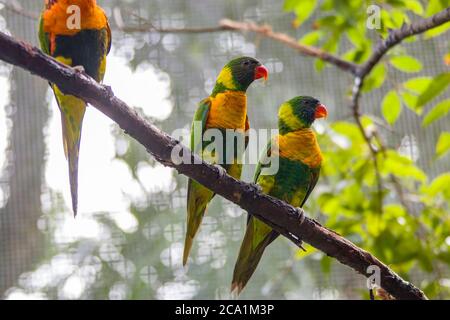 Le Lorikeet (Trichoglossus capistratus) est une espèce de perroquet endémique dans les îles du sud-est asiatique de l'Indonésie et du Timor oriental. Banque D'Images