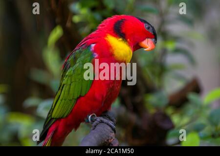 Le lory (Lorius chlorocercus) à biche jaune perche sur la branche. C'est une espèce de perroquet de la famille des Psittaculidae. Banque D'Images