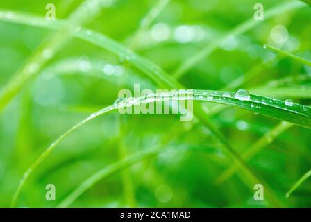 belle herbe verte après la pluie avec des coulures d'eau, fond de nature macro Banque D'Images