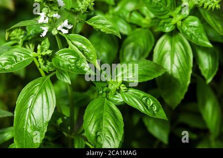plantes de basilic vert avec des fleurs poussant dans le potager Banque D'Images