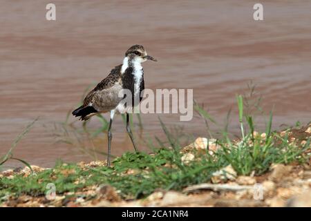 Un échaudage ailé noir (Himantopus himantopus) pataugant sur le bord d'un trou d'eau dans la réserve animalière d'Erindi, près d'Omaruru, Erongo, Namibie Banque D'Images