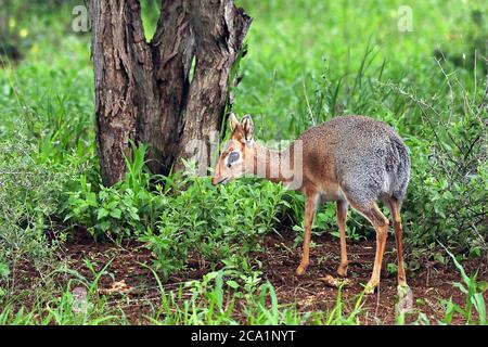 Un Damara Dik-Dik, ou le Dik-Dik de Kirk (Maquoda kirkii) dans l'herbe pendant la saison humide à la réserve d'Erindi dans la région d'Erongo, en Namibie. Banque D'Images