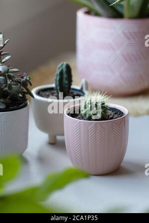 deux plantes cactus en pot sur table blanche Banque D'Images