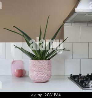 plante de vera d'aloès dans la cuisine en carreaux blancs avec une tasse rose Banque D'Images