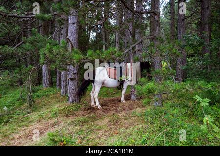 Un cheval attristé grace l'herbe dans la forêt de pins lors d'une journée ensoleillée d'été. Les animaux domestiques mangent dans la nature Banque D'Images