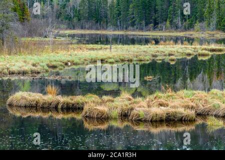 La végétation printanière se reflète dans le ruisseau Windy, Onaping, Grand Sudbury, Ontario, Canada Banque D'Images