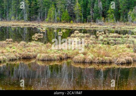 La végétation printanière se reflète dans le ruisseau Windy, Onaping, Grand Sudbury, Ontario, Canada Banque D'Images