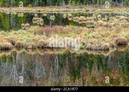 La végétation printanière se reflète dans le ruisseau Windy, Onaping, Grand Sudbury, Ontario, Canada Banque D'Images