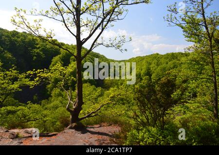 Söderåsen, skåne, nationalpark Banque D'Images