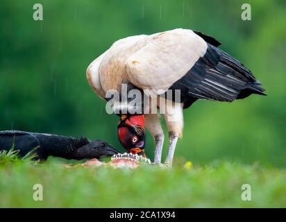 Roi Vulture, Sarcoramphus papa, et Vulture Noire, Coragyps atratus, se nourrissant d'une carcasse animale, Costa Rica Banque D'Images