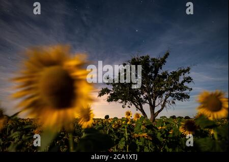 Brihuega, Espagne. 03ème août 2020. Tournesols dans une plantation la nuit en été. La culture du tournesol est l'une des rotations de terres sèches les plus importantes en Espagne. Credit: Marcos del Mazo/Alay Live News Banque D'Images