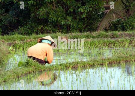 Bali, Indonésie - 6 juillet 2011 : femme travaillant dans le domaine du riz, Bali, Indonésie Banque D'Images