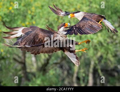 Une paire de Caracara à crête du Nord, Caracara chériway, dans un combat. Texas, États-Unis Banque D'Images