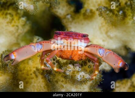 Crabe de garde, Trapezia sp., avec une pochette d'œufs, défendant son hôte Acropora Coral, Tulamben, Bali, Indonésie. Océan Pacifique Banque D'Images