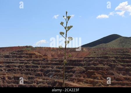 Une tige d'agave qui grandit au-dessus de l'ancienne mine Queen abandonnée, à l'extérieur de Bisbee, en Arizona. Banque D'Images