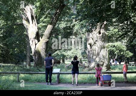 Ivenack, Allemagne. 14 juillet 2020. Les visiteurs se tiennent devant les chênes vieux de mille ans. Selon les experts, les chênes de 800 à 1050 ans de l'ancien 'Hudewald' ('Hutwald') du zoo d'Ivenack se portent étonnamment bien, la sécheresse ne peut les nuire. Le bon emplacement avec le sol loameux au lac Ivenack est peut-être le facteur décisif. Credit: Bernd Wüstneck/dpa-Zentralbild/dpa/Alay Live News Banque D'Images