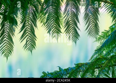 Frondes vertes encadrant des couleurs lacustres défocused en arrière-plan comme bannière de nature abstraite. Banque D'Images