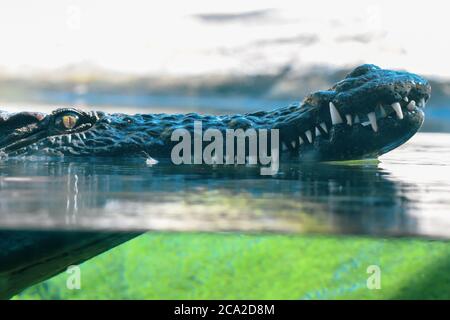 Le crocodile du Nil (Crocodylus niloticus) est un gros gros gros crocodile originaire des habitats d'eau douce en Afrique. Banque D'Images