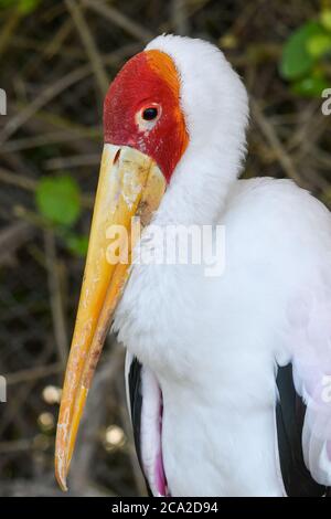 Un gros plan d'un Yellow-Billed Stork (mycteria ibis) montre son bec au coucher du soleil Banque D'Images