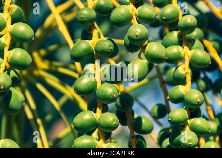 Dates de croissance rapprochée sur un arbre au Moyen-Orient - Emirats arabes Unis ou Arabie Saoudite. Banque D'Images