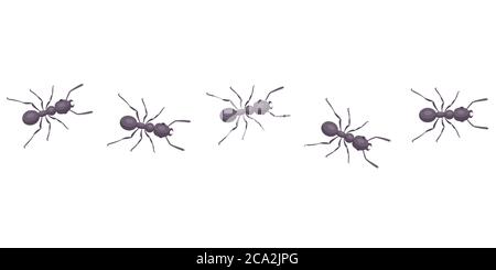 les fourmis noirs vont dans la ligne. les parasites prennent la maison. Illustration vectorielle plate d'insectes. Illustration de Vecteur