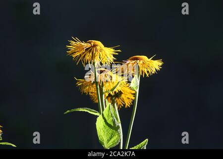 Inula helenium ou cheval-guérir isolé sur noir. Banque D'Images