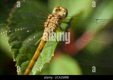 Détail avec début de dos et d'aile d'une libellule d'Orthetrum cancellatum ou de skimmer à queue noire ou perchée sur une feuille. Libellule dans un habitat naturel Banque D'Images